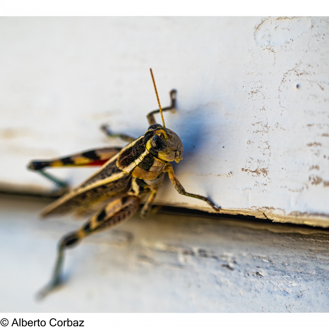 "Saltamontes" de Alberto Corbaz