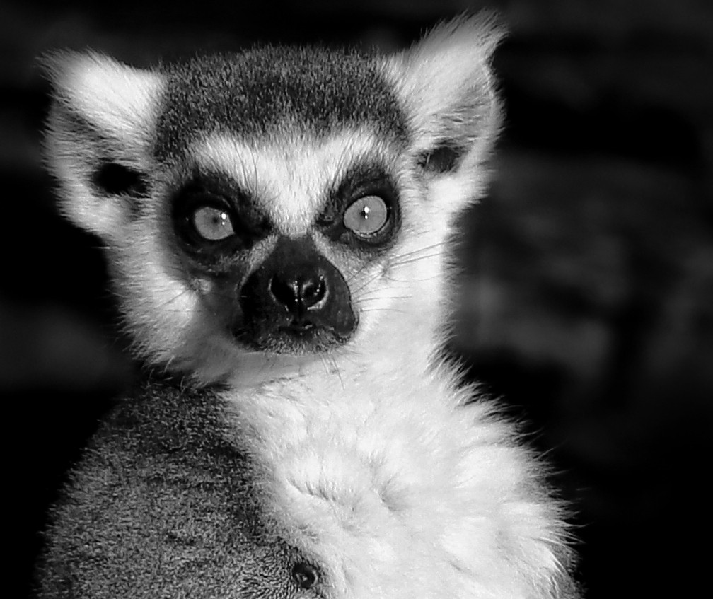 "Retrato de un lemur" de Juan Carlos Barilari