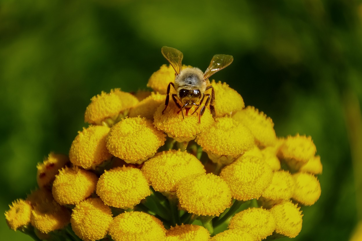 "Tema: La abeja" de Osvaldo Sergio Gagliardi