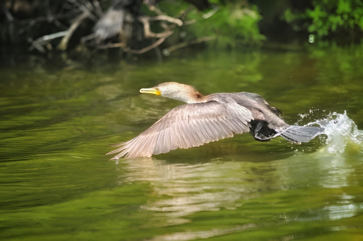 "Cormoran" de Luis Silva