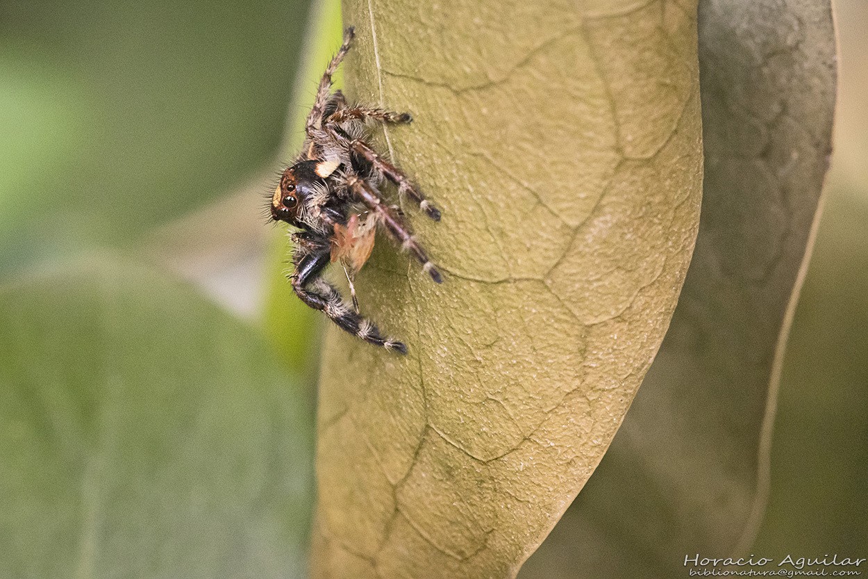 "Insecticida gratis" de Horacio Aguilar