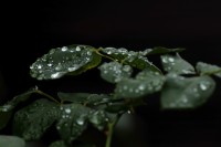 Perlas que deja la lluvia