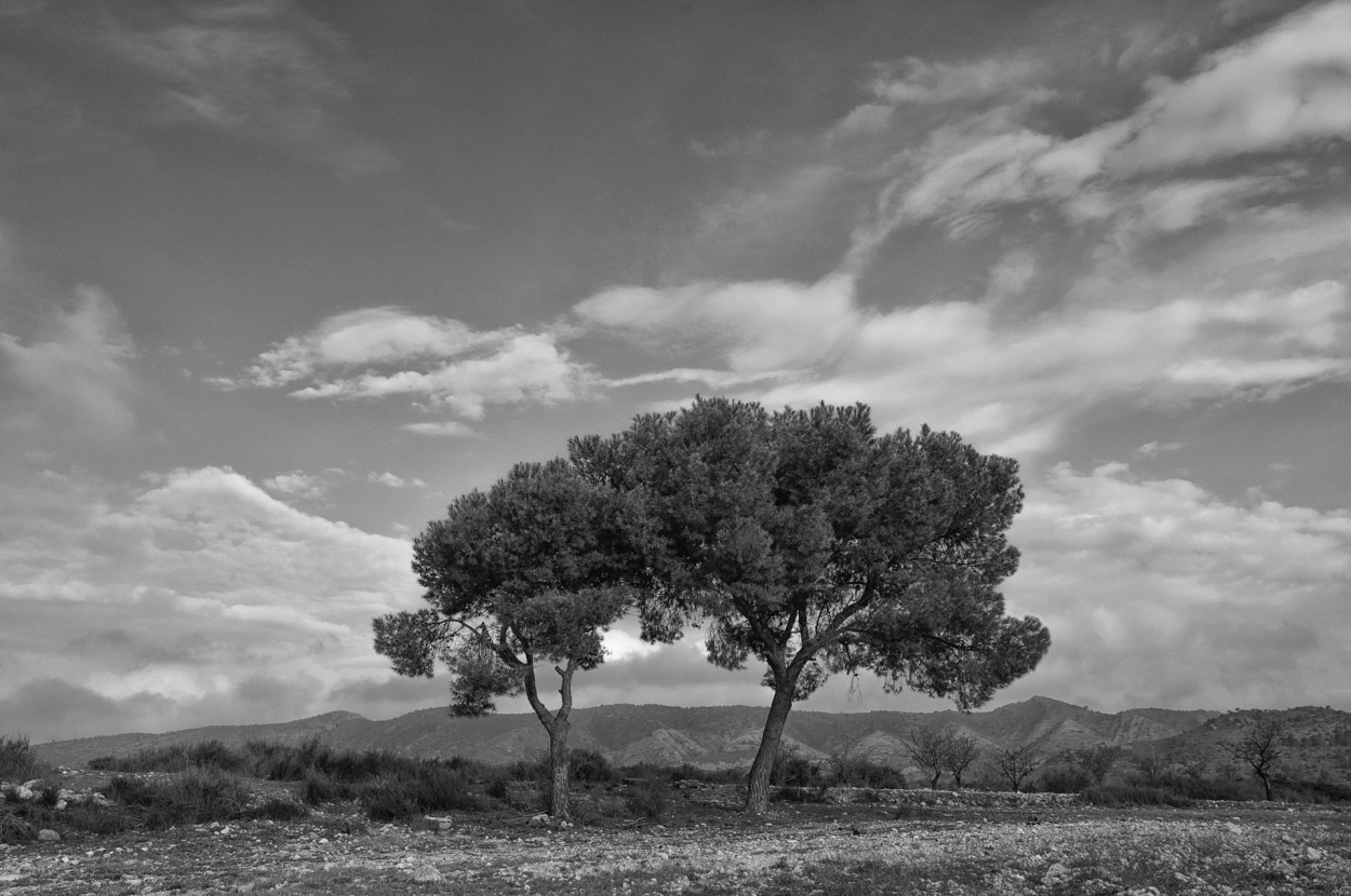 "Dos Pinos" de Francisco Jos Cerd Ortiz