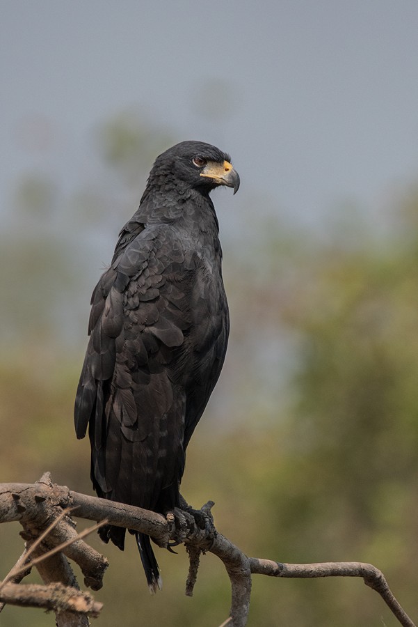 "Aguila Negra" de Carlos Amerio (cato)