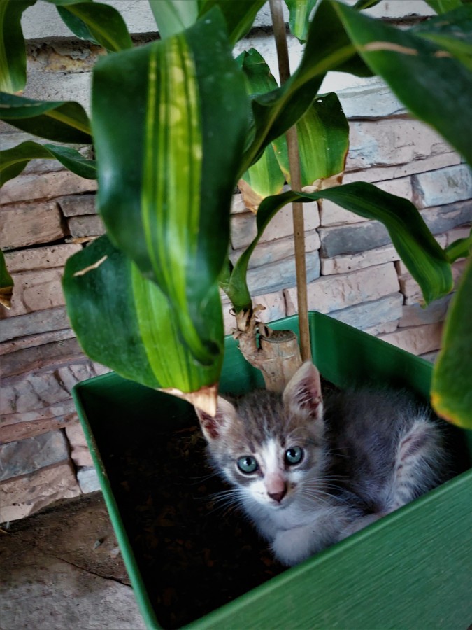 "Encontr a gatito" de Lidia Marence