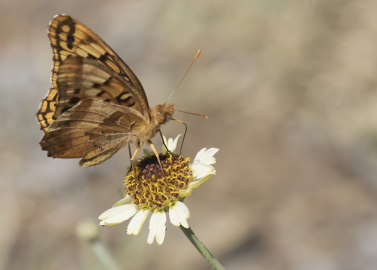 "una mariposa" de Edith Polverini