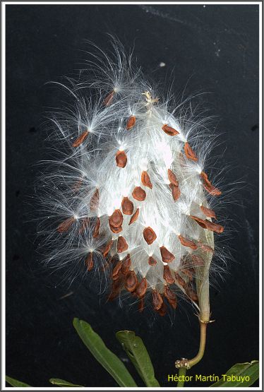 Foto 5/Asclepia curassavica y Mariposa Monarca