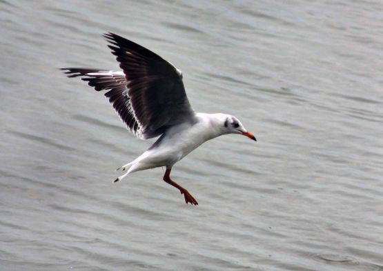 Foto 1/gaviotas