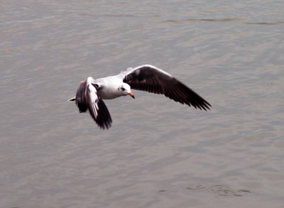 Foto 2/gaviotas