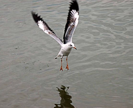 Foto 3/gaviotas