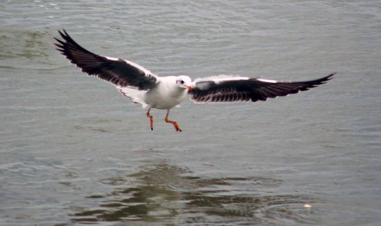 Foto 4/gaviotas