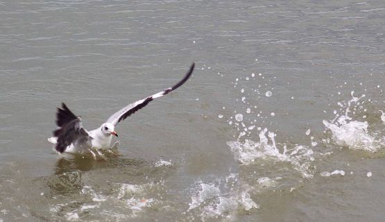 Foto 5/gaviotas