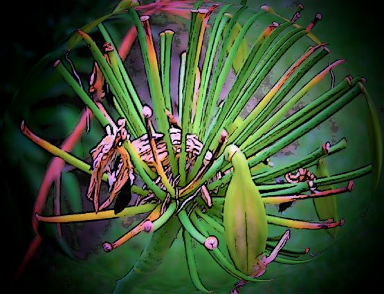 Foto 4/agapantus: ciclo vital de la flor