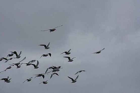 Foto 4/Aves para todo uso II