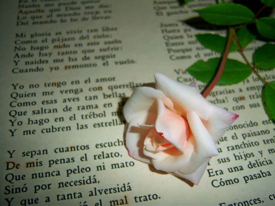 Foto 3/libros y flores