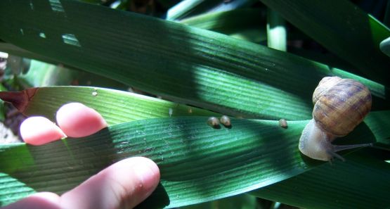 Foto 1/otoo-aparicin de caracoles.