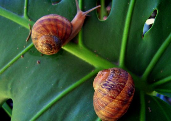 Foto 4/otoo-aparicin de caracoles.