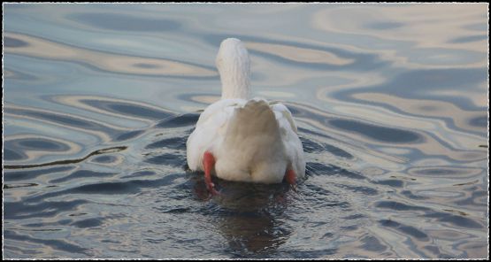 Foto 2/Patos