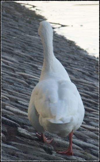 Foto 4/Patos