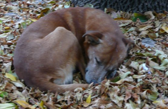 Foto 1/perro callejero