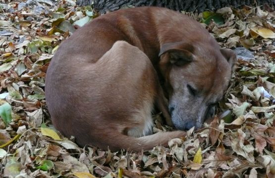 Foto 3/perro callejero