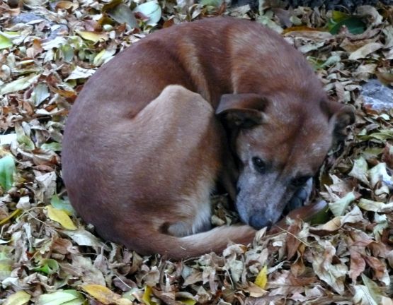 Foto 4/perro callejero