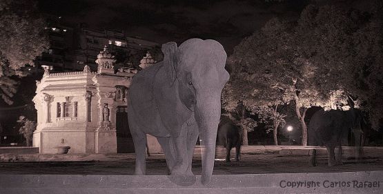 Foto 4/La noche en el Zoo