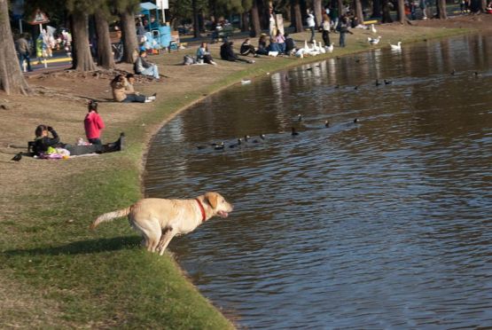 Foto 2/AL Agua Perro