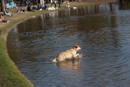 Foto 3/AL Agua Perro