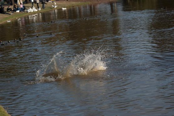 Foto 4/AL Agua Perro