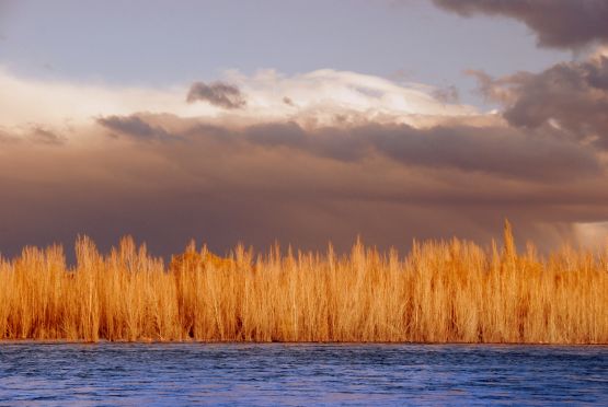 Foto 2/`Moo en el Limay`