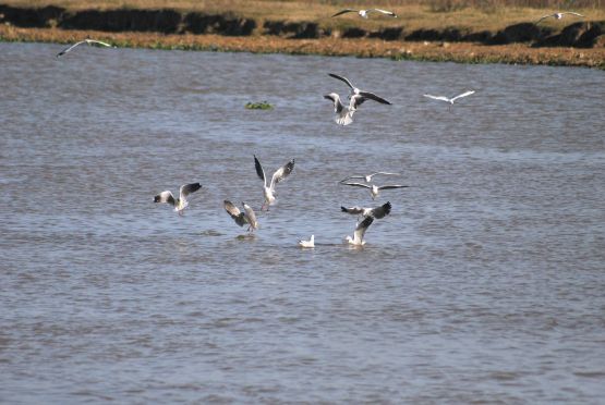 Foto 1/Bandada de pajaros!!