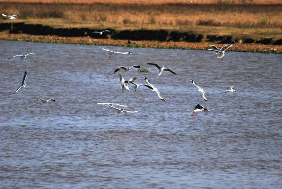 Foto 4/Bandada de pajaros!!