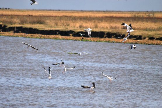 Foto 5/Bandada de pajaros!!