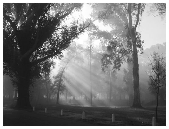 Foto 5/Rayos de sol en la niebla