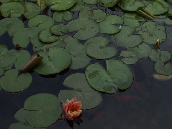 Foto 1/flor en el agua