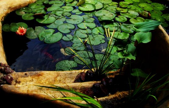 Foto 3/flor en el agua