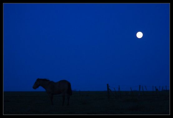 Foto 1/A la luz de un caballo