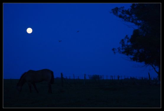 Foto 2/A la luz de un caballo