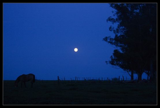 Foto 3/A la luz de un caballo