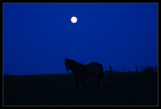 Foto 4/A la luz de un caballo