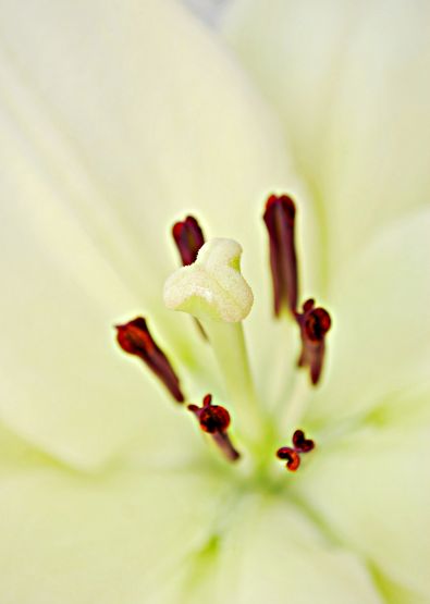 Foto 2/Pistilos de liliums