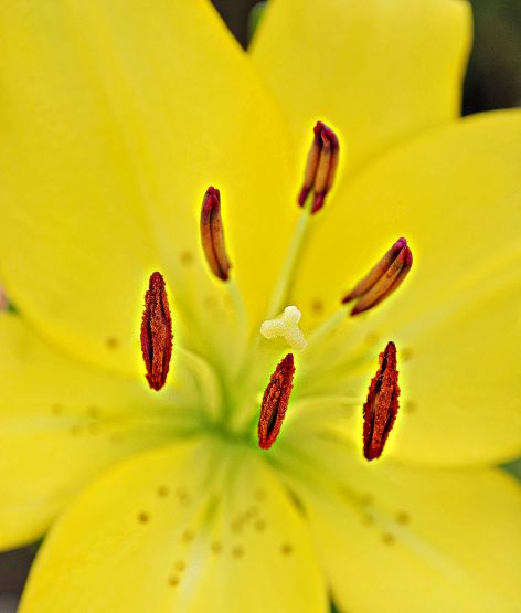 Foto 4/Pistilos de liliums