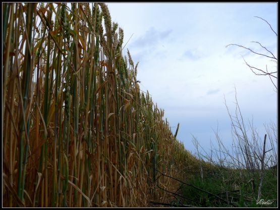 Foto 2/El trigo...