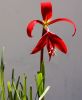 Sprekelia  (Flor de lis)