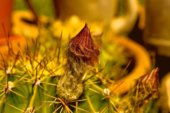 Foto 1/Proceso de una flor de cactus