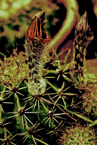 Foto 2/Proceso de una flor de cactus