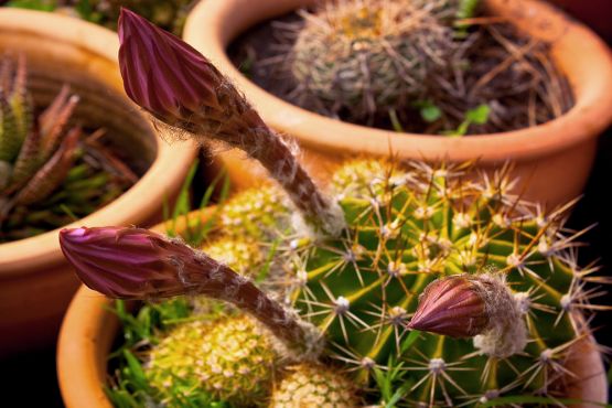 Foto 3/Proceso de una flor de cactus