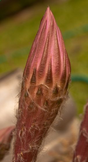 Foto 4/Proceso de una flor de cactus