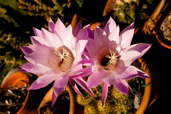 Foto 5/Proceso de una flor de cactus